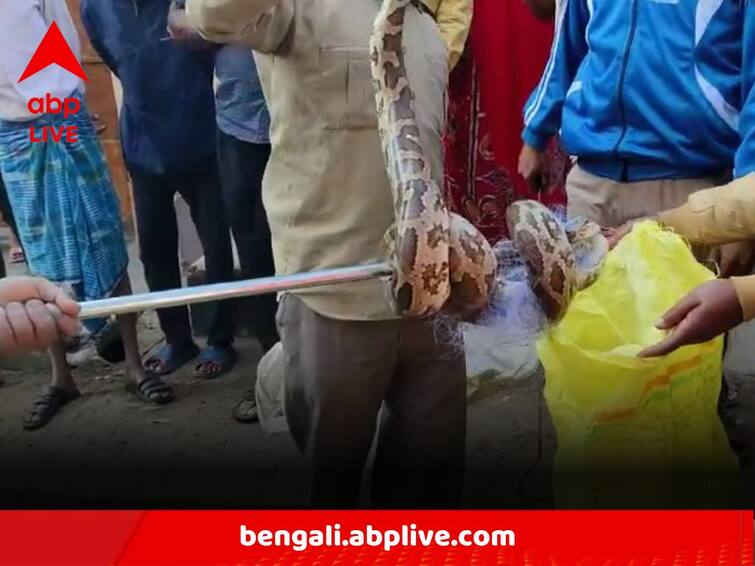 5 Feet Long Python Gets Caught In Fishing Net In Durgapur Kanksa Bamunara Industrial Park Paschim Bardhaman:মাছ ধরার জালে ময়াল সাপ, দুর্গাপুরের ঘটনায় চাঞ্চল্য