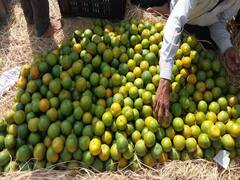 Chhath Puja 2023: लोक आस्था का चार दिवसीय छठ महापर्व की हुई शुरुआत, तस्वीरों में देखिए फलों से सजा बाजार, मूल्य भी जानें