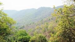 ஜப்பான் முதல் தென் கொரியா வரை.. அதிக வனப்பகுதிகளை கொண்ட நாடுகள்