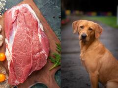 इस देश में हर साल 10 लाख कुत्ते खा जा रहे थे लोग, अब इस 'घिनौनी प्रथा' पर लगेगी रोक! जानिए क्या है वजह?