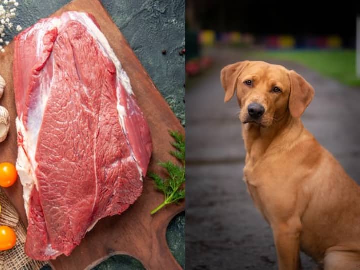 South Korea Dog Eating Ban By 2027 With A Law In Korean Parliament इस देश में हर साल 10 लाख कुत्ते खा जा रहे थे लोग, अब इस 'घिनौनी प्रथा' पर लगेगी रोक! जानिए क्या है वजह?