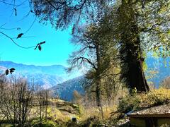 हिमाचल में 23 नवंबर तक साफ रहेगा मौसम, रविवार से एक्टिव होगी लाइट वेस्टर्न डिस्टरबेंस