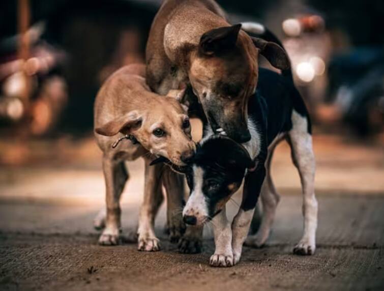 south korea to ban ancient tradition of consumption of dog meat Dog Meat: ਦੱਖਣੀ ਕੋਰੀਆ ਕੁੱਤੇ ਖਾਣ 'ਤੇ ਲਾਏਗਾ ਪਾਬੰਦੀ ? ਸਰਕਾਰ ਨੇ ਦਿੱਤੇ ਸੰਕੇਤ