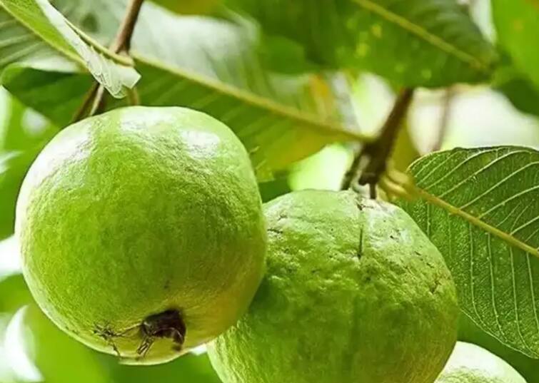 success story of jind haryana farmer who earns lakhs rupees by guava farming एक पेरु दीड किलोचा, जंबो पेरुची किंमत एकूण व्हाल थक्क; तरुण शेतकरी करतोय लाखोंची कमाई 