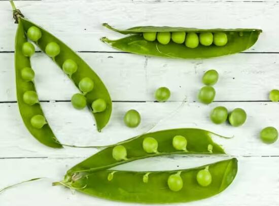 ਜੇਕਰ ਤੁਸੀਂ ਮਟਰਾਂ ਨੂੰ ਸਹੀ ਢੰਗ ਨਾਲ ਬੀਜਦੇ ਹੋ ਤਾਂ ਇਹ ਸਿਰਫ 40 ਤੋਂ 60 ਦਿਨਾਂ ਵਿੱਚ ਤਿਆਰ ਹੋ ਜਾਂਦੇ ਹਨ।