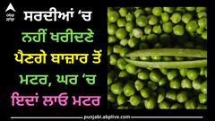 Pea: ਸਰਦੀਆਂ ‘ਚ ਨਹੀਂ ਖਰੀਦਣੇ ਪੈਣਗੇ ਬਾਜ਼ਾਰ ਤੋਂ ਮਟਰ, ਘਰ ‘ਚ ਇਦਾਂ ਲਾਓ ਮਟਰ