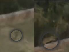 आगरा में 8 साल के बच्चे को घसीट ले गया तेंदुआ, सामने आया दिल दहलाने वाला VIDEO