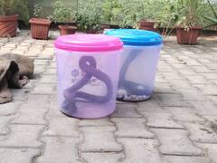 एल्विश यादव मामले में नोएडा पुलिस को मिले अहम सुराग, राहुल की निशानदेही पर मिला कोबरा