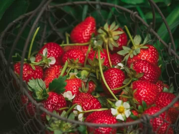 Strawberry Benefits : பார்க்க மிகவும் அழகாக இருக்கும் ஸ்ட்ராபெர்ரி பழத்தை வைத்து ஆய்வு ஒன்று நடத்தப்பட்டுள்ளது.