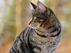 बिल्लियों के शरीर में छिपा है अनोखा रहस्य, जानिए कैसे 32वीं मंज़िल से भी गिर कर बच जाती हैं