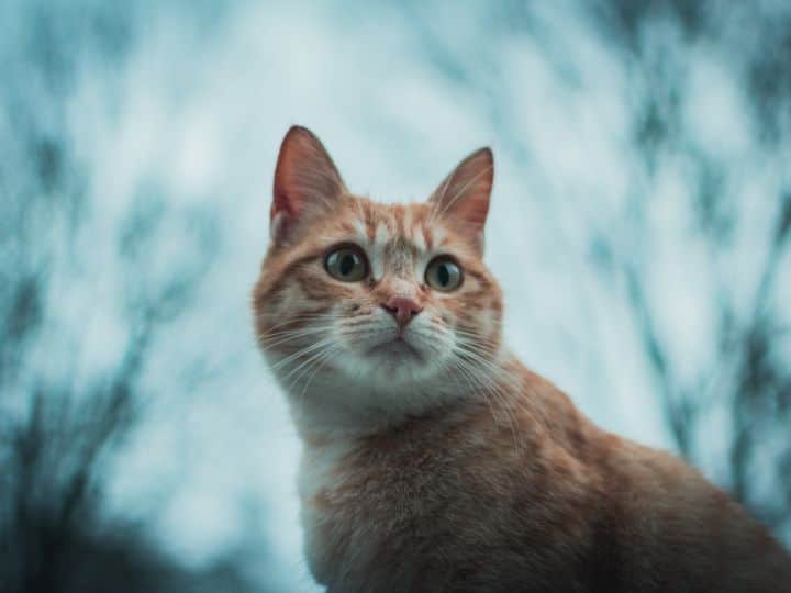 Why does the cat only meow And what does it mean know the whole story here बिल्ली म्याऊं ही क्यों बोलती है और इसका मतलब क्या होता है... यहां जानें इसकी कहानी