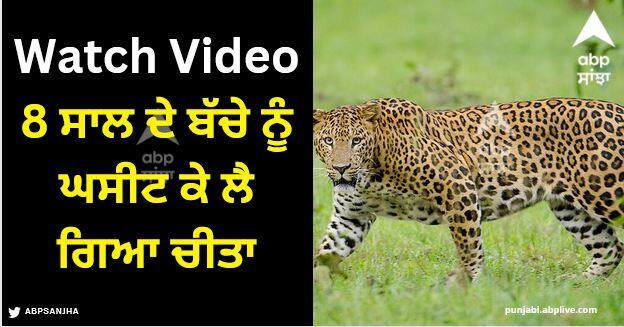 agra leopard injures 8 year old boy watch viral video Viral Video: 8 ਸਾਲ ਦੇ ਬੱਚੇ ਨੂੰ ਘਸੀਟ ਕੇ ਲੈ ਗਿਆ ਚੀਤਾ, ਹੈਰਾਨ ਕਰਨ ਵਾਲਾ ਵੀਡੀਓ ਆਇਆ ਸਾਹਮਣੇ