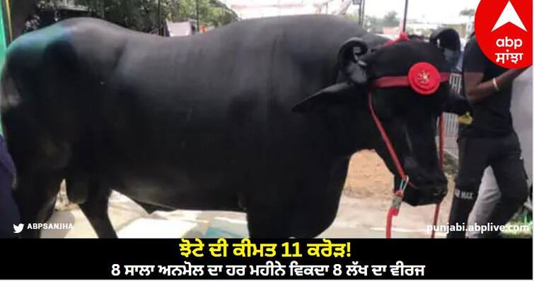 buffalo of 11 crores in pushkar mela 2023 eight years anmol 1570-kilograms weight know details Pushkar Mela 2023: ਝੋਟੇ ਦੀ ਕੀਮਤ 11 ਕਰੋੜ! 8 ਸਾਲਾ ਅਨਮੋਲ ਦਾ ਹਰ ਮਹੀਨੇ ਵਿਕਦਾ 8 ਲੱਖ ਦਾ ਵੀਰਜ