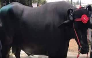 पुष्कर मेळ्यात 11 कोटींची म्हैस, महिन्याचा खर्च अडीच ते तीन लाख; 'अनमोल' ठरतेय सर्वांच्याच आकर्षणाचे केंद्र  