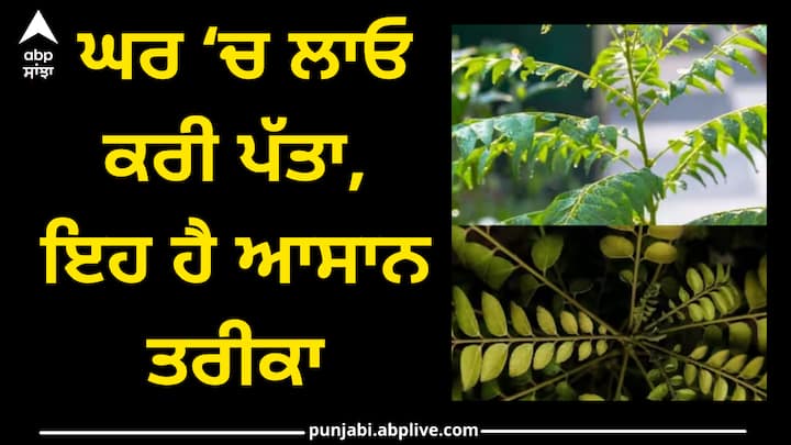 Growing Curry Leaves: ਤੁਸੀਂ ਵੱਖ-ਵੱਖ ਪਕਵਾਨਾਂ 'ਚ ਕਰੀ ਪੱਤਾ ਮਿਲਾ ਕੇ ਸੁਆਦ ਵਧਾ ਸਕਦੇ ਹੋ। ਤੁਸੀਂ ਇਸਨੂੰ ਆਪਣੇ ਘਰ ਵਿੱਚ ਵੀ ਉਗਾ ਸਕਦੇ ਹੋ।