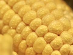 Corn Cutlet Recipe : மழைக்கால மாலை வேளையில் காரசாரமான ஸ்நாக்ஸ்..கார்ன் கட்லெட்டை உடனே செய்து மகிழுங்கள்..!