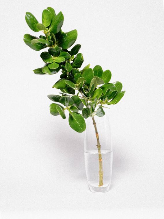 सर्दियों में घर में भूलकर भी ना लगाएं ये पौधे