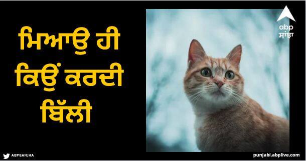 why does the cat only meow and what does it mean know the whole story here Cat Only Meow: ਮਿਆਉ ਹੀ ਕਿਉਂ ਕਰਦੀ ਬਿੱਲੀ ਤੇ ਇਸਦਾ ਕੀ ਅਰਥ? ਇੱਥੇ ਜਾਣੋ ਇਸਦੀ ਕਹਾਣੀ