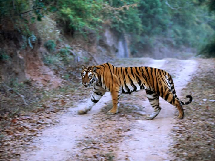 Nagpur Tiger Attack News A man grazing died dead sent to post mortem in Maharashtra Forest Nagpur News: नागपुर में मवेशी चरा रहे एक व्यक्ति पर बाघ ने किया हमला, हुई मौत, शव का कराया गया पोस्टमॉर्टम