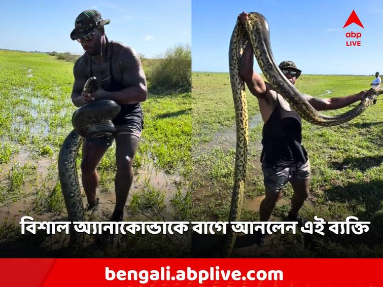 Viral Video Man Catches Huge Anaconda With Bare Hands Viral News: খালি হাতেই বিশাল অ্যানাকোন্ডাকে বাগে আনার চেষ্টা! সাহসকে কুর্নিশ নেটিজেনের