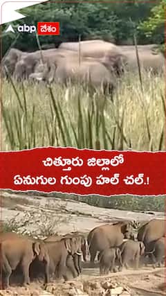 చిత్తూరు జిల్లాలో ఏనుగుల గుంపు హల్ చల్.!