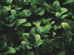 Cultivation: ਘਰ ‘ਚ ਲਾਓ ਇਹ ਬੂਟਾ, ਸਰਦੀਆਂ ‘ਚ ਆਵੇਗਾ ਬਹੁਤ ਫਾਇਦਾ