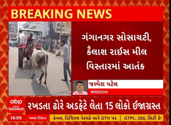 Dakor Cattle Issue | ડાકોરમાં રખડતા ઢોરનો આતંક યથાવત, ઢોરની અડફેટે 15 લોકો ઘાયલ