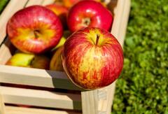Benefits of eating apple: उपाशी पोटी सफरचंद खाण्याचे काय आहेत फायदे? जाणून घ्या!