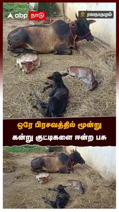 ஒரே பிரசவத்தில் மூன்று கன்று குட்டிகளை ஈன்ற பசு