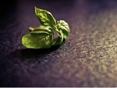 Cultivation: ਘਰ ‘ਚ ਲਾਓ ਇਹ ਬੂਟਾ, ਸਰਦੀਆਂ ‘ਚ ਆਵੇਗਾ ਬਹੁਤ ਫਾਇਦਾ