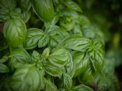 Cultivation: ਘਰ ‘ਚ ਲਾਓ ਇਹ ਬੂਟਾ, ਸਰਦੀਆਂ ‘ਚ ਆਵੇਗਾ ਬਹੁਤ ਫਾਇਦਾ