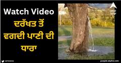 Viral Video: ਦਰੱਖਤ ਤੋਂ ਵਗਦੀ ਪਾਣੀ ਦੀ ਧਾਰਾ, ਦੇਖਣ ਲਈ ਦੂਰੋਂ-ਦੂਰੋਂ ਆਉਂਦੇ ਹਨ ਲੋਕ, ਵੀਡੀਓ ਦੇਖ ਕੇ ਤੁਸੀਂ ਵੀ ਕਹੋਗੇ ਚਮਤਕਾਰ!