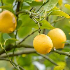 ਸਰਦੀਆਂ 'ਚ ਇੰਝ ਪੀਓ 'ਨਿੰਬੂ ਪਾਣੀ' ਹੋਣਗੇ ਜ਼ਬਰਦਸਤ ਫ਼ਾਇਦੇ