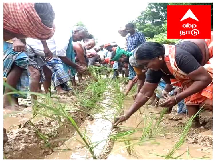 Mayiladuthurai news Villagers protested by planting saplings on the road TNN மயிலாடுதுறை அருகே சாலையில் நாற்று நட்டு  கிராம மக்கள் போராட்டம் - காரணம் இதுதான்