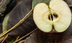 Apple Seeds: পেটে গাছ না গজালেও, আপেল দানা চিবোলে যেতে পারে প্রাণও, তবে রয়েছে ট্যুইস্ট