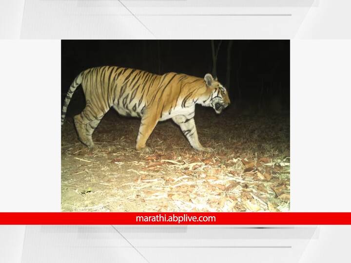 tadoba maya tigress death discovery of tiger skeleton strengthened possibility chandrapur news Maya Tigress: ताडोबातील जगप्रसिद्ध माया वाघिणीचा नैसर्गिक मृत्यू? वाघाचा सांगाडा सापडल्याने शक्यता बळावली