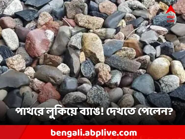 Viral Image Optical Illusion Frog Hidden behind rocks how to find Viral News: পাথরের মধ্যে লুকিয়ে ব্যাঙ! খুঁজে পেতে হিমসিম খেয়েছেন প্রায় সকলেই