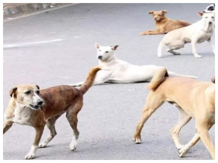 Chhattisgarh News Stray dogs made 1109 people victims in five months in ambikapur ann Chhattisgarh News: पांच महीने में आवारा कुत्तों ने 1109 लोगों को बनाया शिकार, ठंड के मौसम में बढ़ जाती है घटनाएं