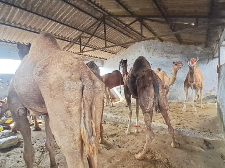 Bihar 8 Camels Brought from Rajasthan for Smuggling Recovered in Purnia 4 found in Bengal ANN Bihar News: तस्करी कर लाए गए 8 राजस्थानी ऊंट पूर्णिया से बरामद, 4 भेजे गए बंगाल, लाखों रुपये में कीमत