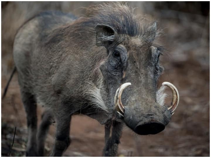 क्यों काफी महंगा बिकता है सूअर का एक दांत, एक दांत की कीमत 20 लाख से ज्यादा? Why wild boar teeth is So expensive and price of this Read Here All details क्यों काफी महंगा बिकता है सूअर का एक दांत, एक दांत की कीमत 20 लाख से ज्यादा?