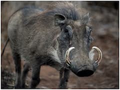 क्यों काफी महंगा बिकता है सूअर का एक दांत, एक दांत की कीमत 20 लाख से ज्यादा?