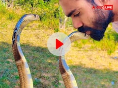 शख्स का खतरनाक कारनामा, किंग कोबरा के सिर पर यूं किया किस, VIDEO देख सहम जाएंगे आप
