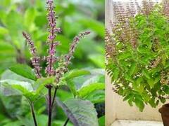 Vastu Shashtra: દરેક મુસીબતમાં રક્ષણ કરે છે કૃષ્ણની પ્રિય માળા, જાણો પહેરવાની સાચી રીત