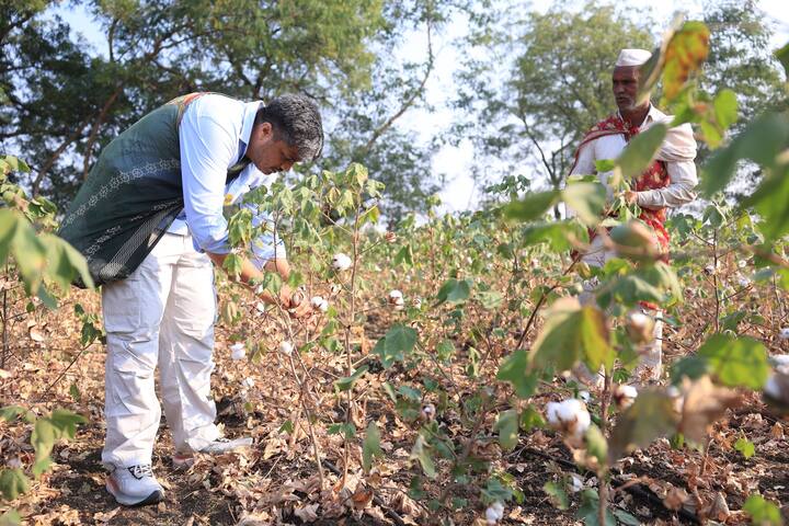 दरम्यान, याचवेळी बाबुळवाडीच्या शिवारात त्यांनी शेतात कापूस वेचणाऱ्या शेतकऱ्यांसोबत स्वतः कापूस वेचत चर्चा केली.