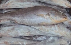 Ghol Fish: เชเซเชฒ เชฎเชพเชเชฒเซเชจเซ เชฐเชพเชเซเชฏเชจเซ 'เชธเซเชเซเช เชซเชฟเชถ' เชเชพเชนเซเชฐ เชเชฐเชตเชพเชฎเชพเช เชเชตเซ, เชฆเซเชถเชจเชพ เชซเชฟเชถ เชเชเซเชธเชชเซเชฐเซเชเชฎเชพเช เชเซเชเชฐเชพเชคเชจเซเช 17% เชฏเซเชเชฆเชพเชจ