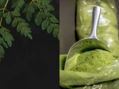 Moringa Powder : கோடிக்கணக்கில் நடக்கும் முருங்கை பவுடர் பிசினஸ்!
