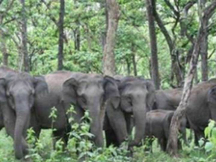 Giridih Elephant Attack Elephant crushed and killed grandfather and granddaughter Jharkhand: गिरिडीह और धनबाद में तबाही मचा रहा 42 हाथियों का झुंड, दादा-पोती को कुचलकर मार डाला