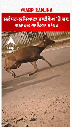Punjab News। ਜਲੰਧਰ-ਲੁਧਿਆਣਾ ਹਾਈਵੇਅ 'ਤੇ ਜਦ ਅਚਾਨਕ ਆਇਆ ਸਾਂਬਰ