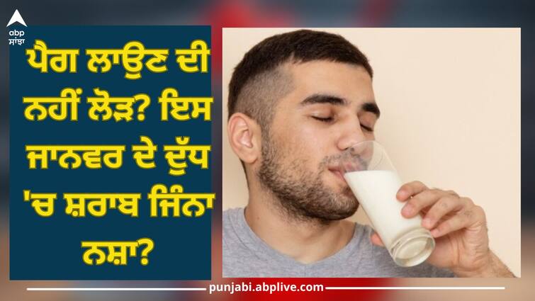 Milk Contains Alcohol: No need to put a peg? Drug as much as alcohol in the milk of this animal? Milk Contains Alcohol: ਪੈਗ ਲਾਉਣ ਦੀ ਨਹੀਂ ਲੋੜ? ਇਸ ਜਾਨਵਰ ਦੇ ਦੁੱਧ 'ਚ ਸ਼ਰਾਬ ਜਿੰਨਾ ਨਸ਼ਾ?