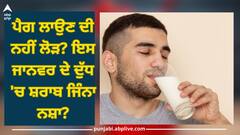 Milk Contains Alcohol: ਪੈਗ ਲਾਉਣ ਦੀ ਨਹੀਂ ਲੋੜ? ਇਸ ਜਾਨਵਰ ਦੇ ਦੁੱਧ 'ਚ ਸ਼ਰਾਬ ਜਿੰਨਾ ਨਸ਼ਾ?